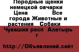 Породные щенки немецкой овчарки › Цена ­ 24 000 - Все города Животные и растения » Собаки   . Чувашия респ.,Алатырь г.